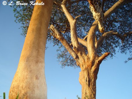 Giraffe at leopard tree