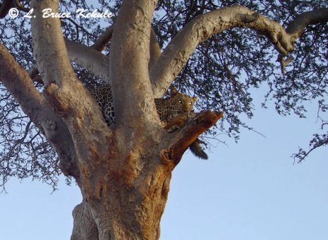 Leopard caught in Tsavo East by Sony S600 cam