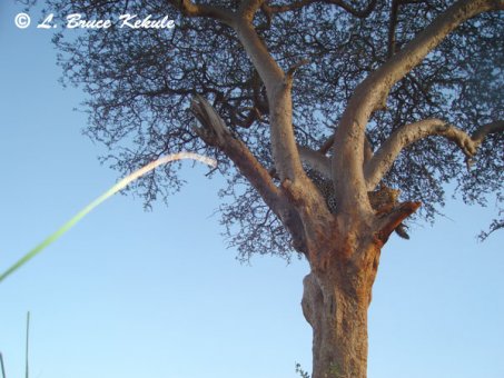 Leopard caught in Tsavo East by Sony S600 cam