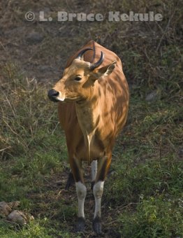 Banteng cow at a waterhole in Huai Kha Khaeng
