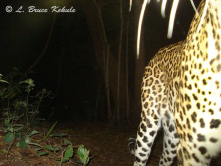 Leopard caught by W55