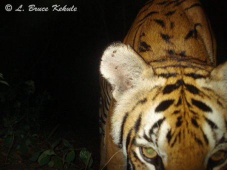 Tiger with W55