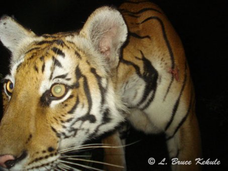 Tiger's face with W55