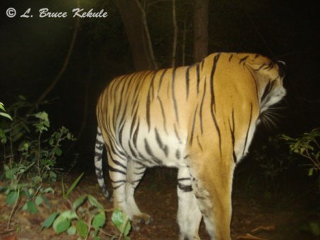 Tiger with W55