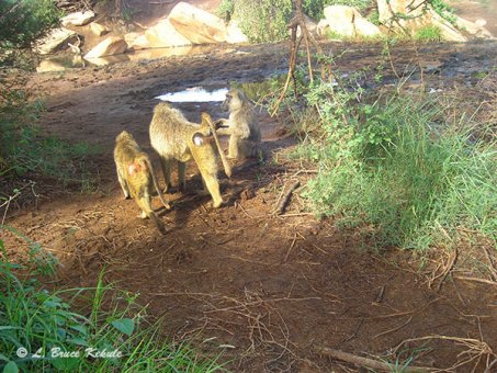 Baboons camera trapped in Kenya 2012