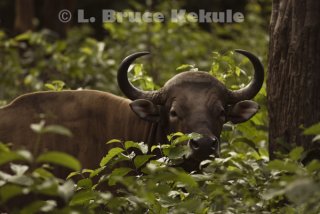 Captive Banteng Bull 