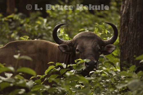 Captive Banteng Bull 