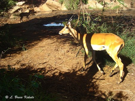 Impala camera trapped in Kenya 2012