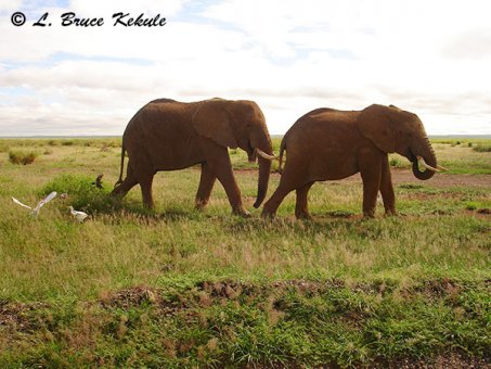african-elephants-in-amboseli-np