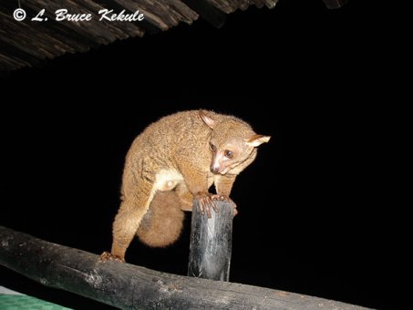 bushbaby-in-shimba-hills-kenya2