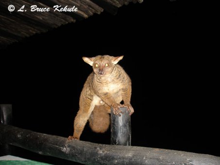 bushbaby-male-in-shimba-hills