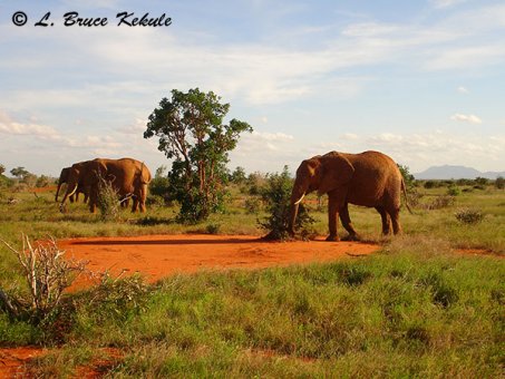 elephants-in-tsavo-east-national-park