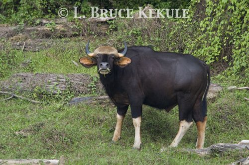 Young Gaur bull by Khlong Ya River