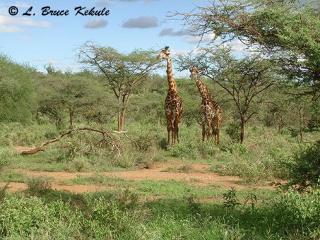 giraffes-in-tsavo-west