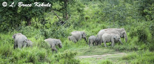 Elephant in Kuiburi