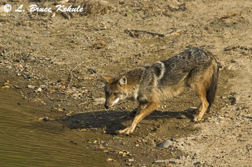 Asiatic Jackal