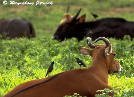 Banteng cow, mynhas and gaur in Kuiburi