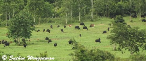 Gaur and Banteng in Kuiburi