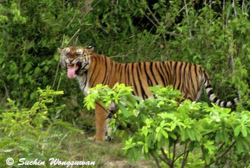 Tiger in Kuiburi
