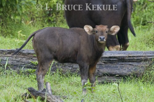 Young calf by Khlong Ya River
