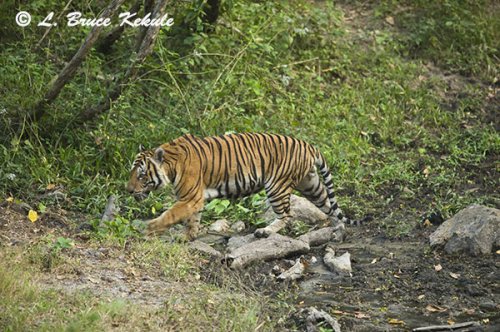 Tiger male in Huai Kha Khaeng