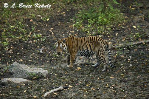 Tiger male in Huai Kha Khaeng