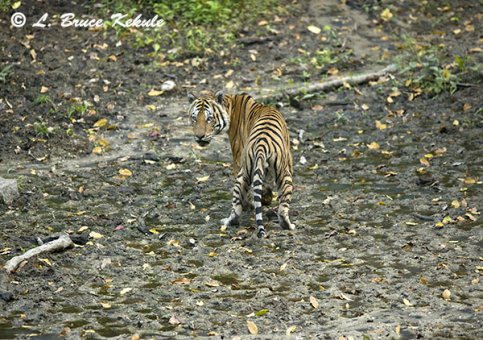 Tiger male in Huai Kha Khaeng