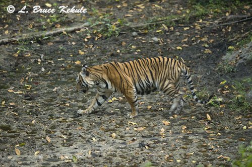 Tiger male in Huai Kha Khaeng