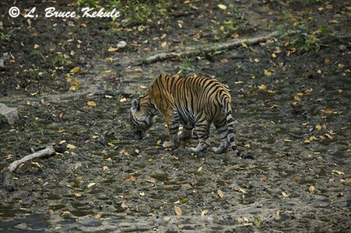 Tiger male in Huai Kha Khaeng