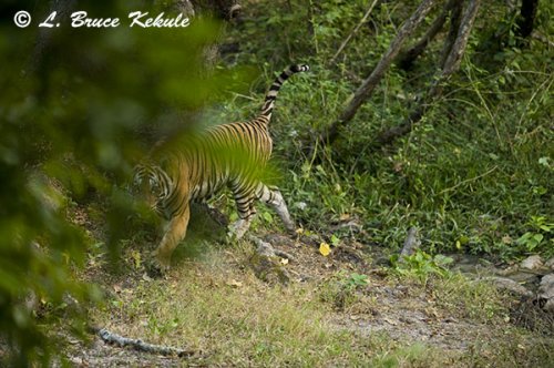 Tiger male in Huai Kha Khaeng