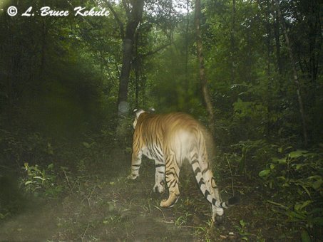 indochinese-tiger-w-collar