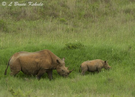 Black rhino mother and calf 2 in Nairobi NP