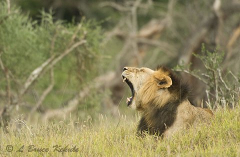 black-maned-lion1