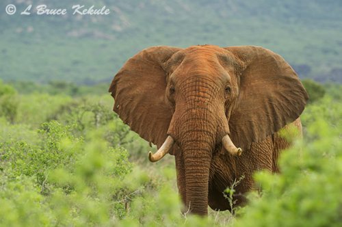 bull-elephant-in-tsavo