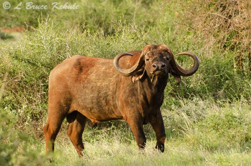 Cape buffalo bull in Tsavo West NP