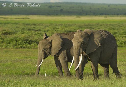 Elephants in Amboseli National Park