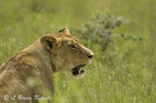 lioness-in-narobi-1-copy