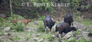 Gaur herd at mineral lick in Huai Kha Khaeng WS