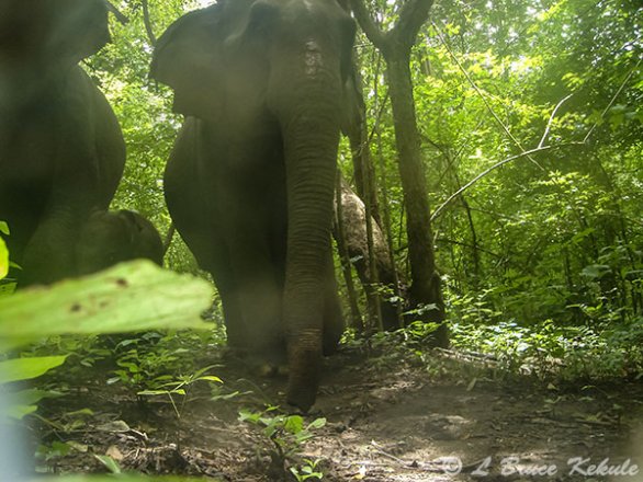 Elephants in HKK
