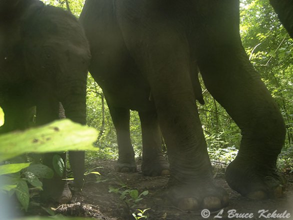 Mother elephant and baby in HKK