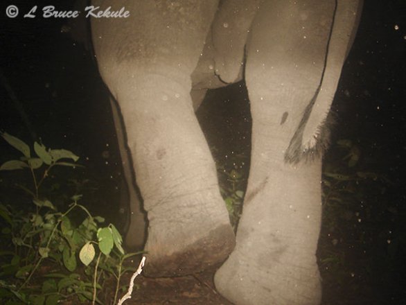 Elephant's rear end