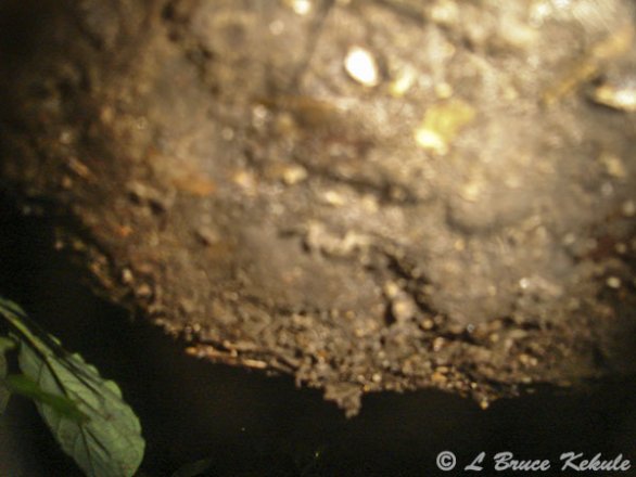 Elephant's foot in HKK
