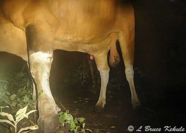 Banteng bull with bleeding testicles in HKK