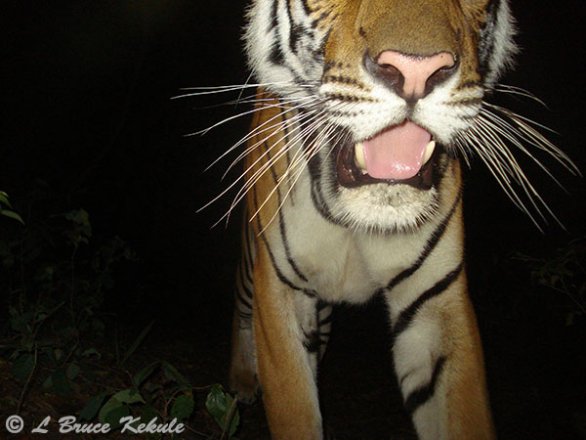 Tiger with W55