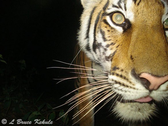Young tiger caught by Sony W55