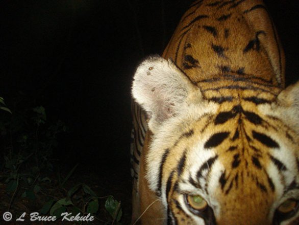 Tiger with W55