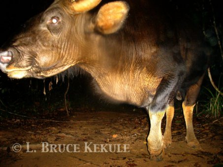 old-bull-camera-trapped-web