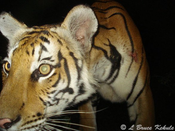 Tiger's face with W55