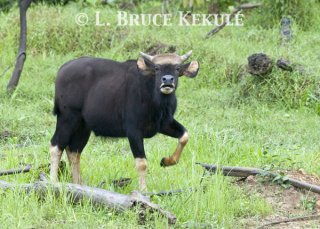 Young Gaur bull by Khlong Ya River