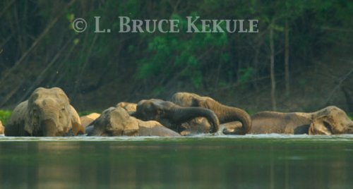 Wild elephant herd in Huai Kha Khaeng